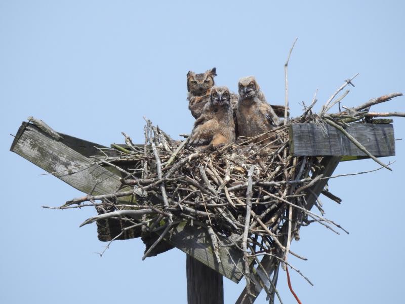 osprey bird nest